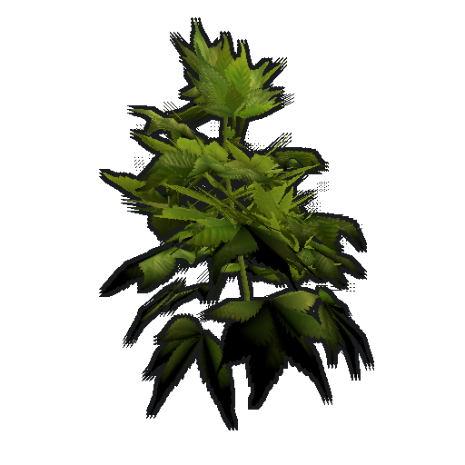 Hemp