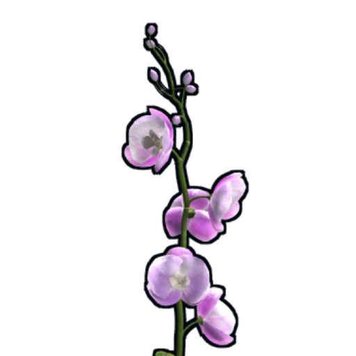 Orchid